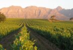 history of wine in south africa