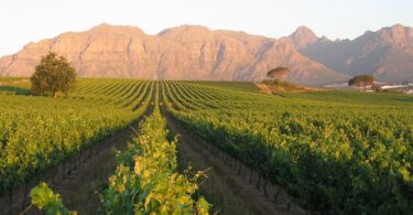 history of wine in south africa