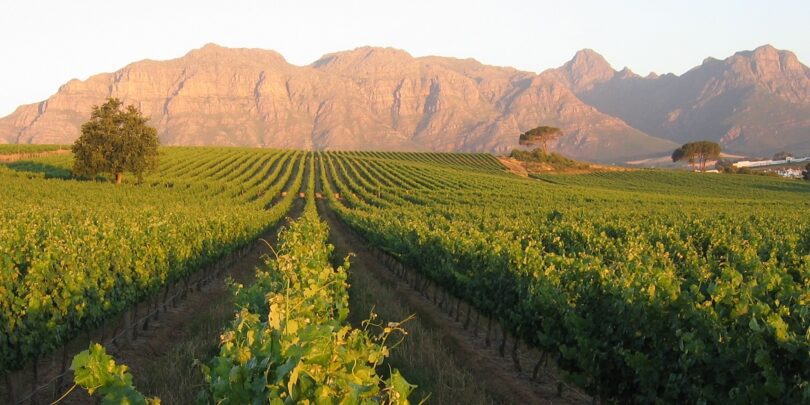 history of wine in south africa