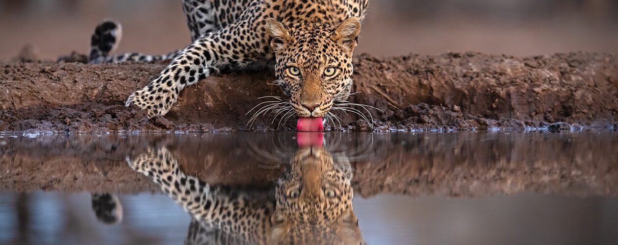 photo safari in africa
