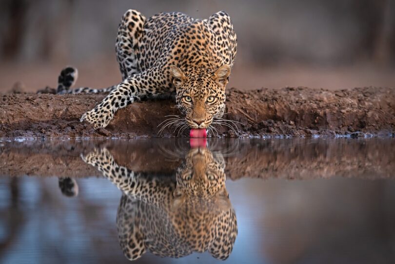 photo safari in africa