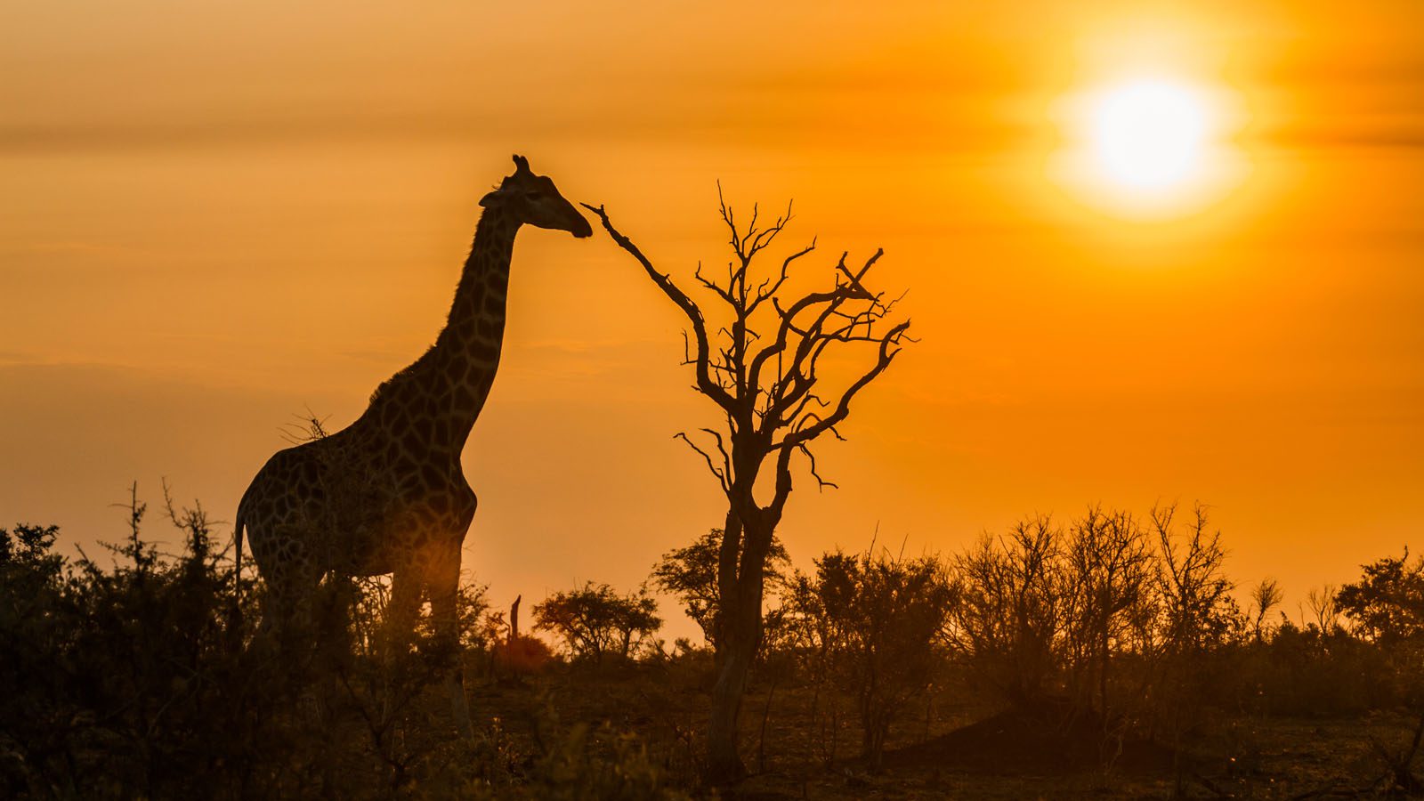 wildlife safari in Zimbabwe