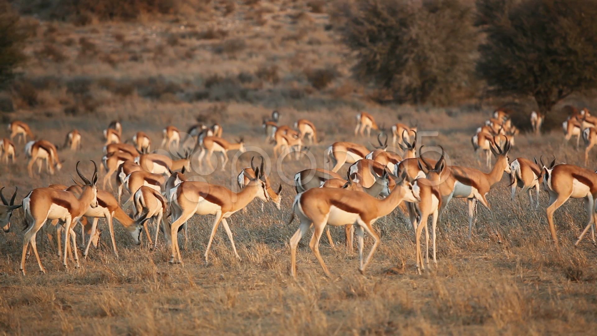 Kalahari Desert