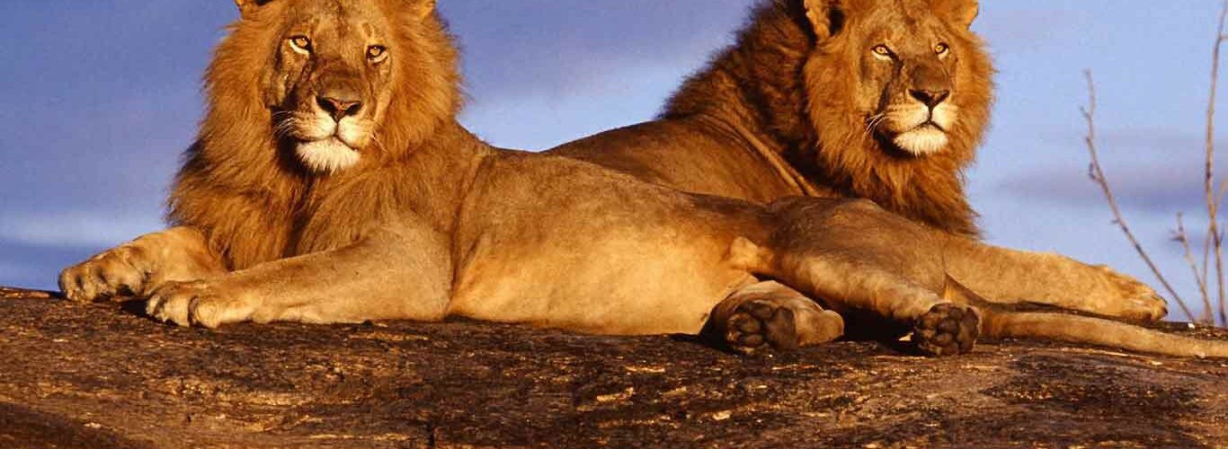 man eaters of tsavo story