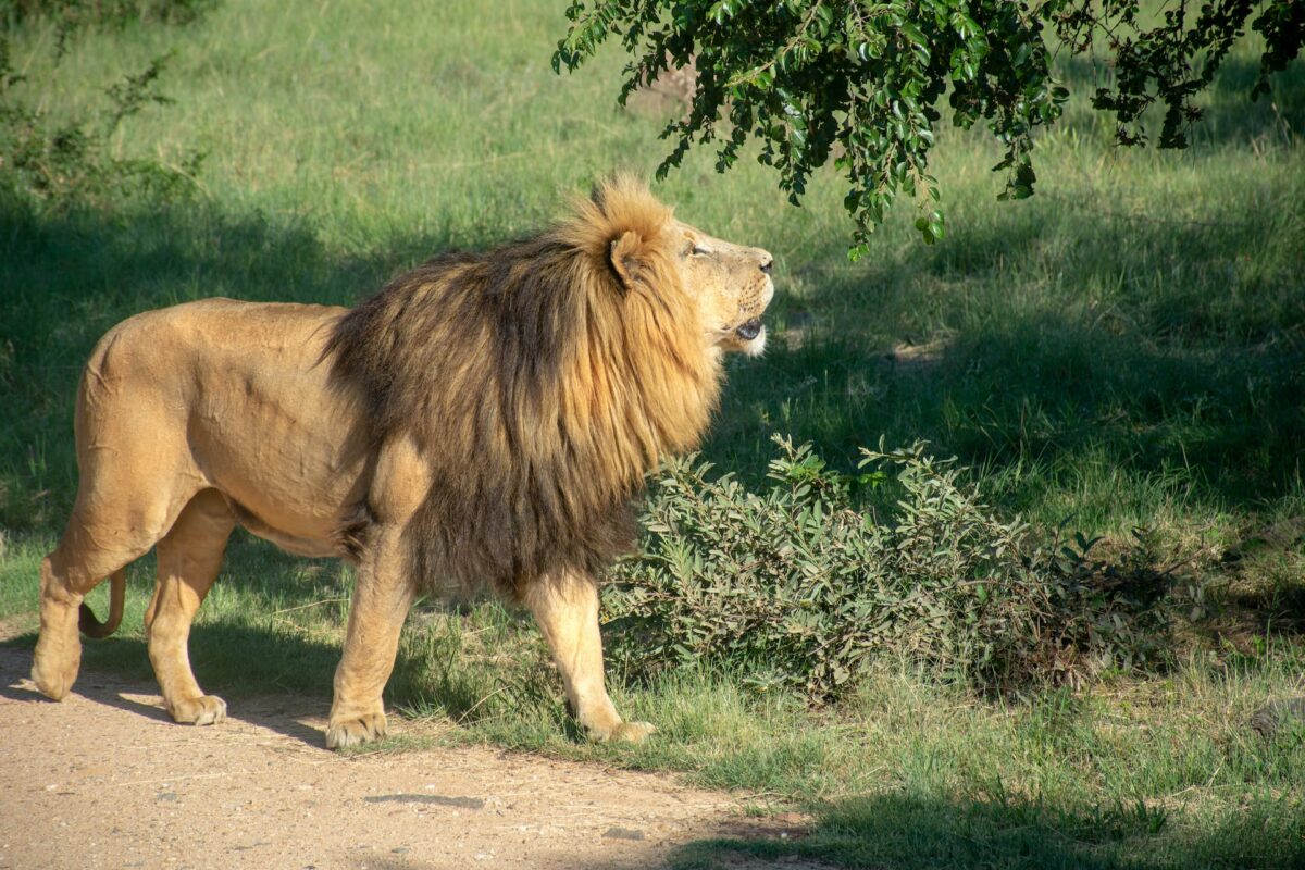 Tsavo lions that ate people