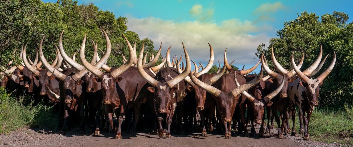 ankole-watusi