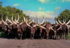 ankole-watusi