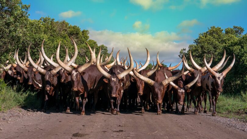 ankole-watusi