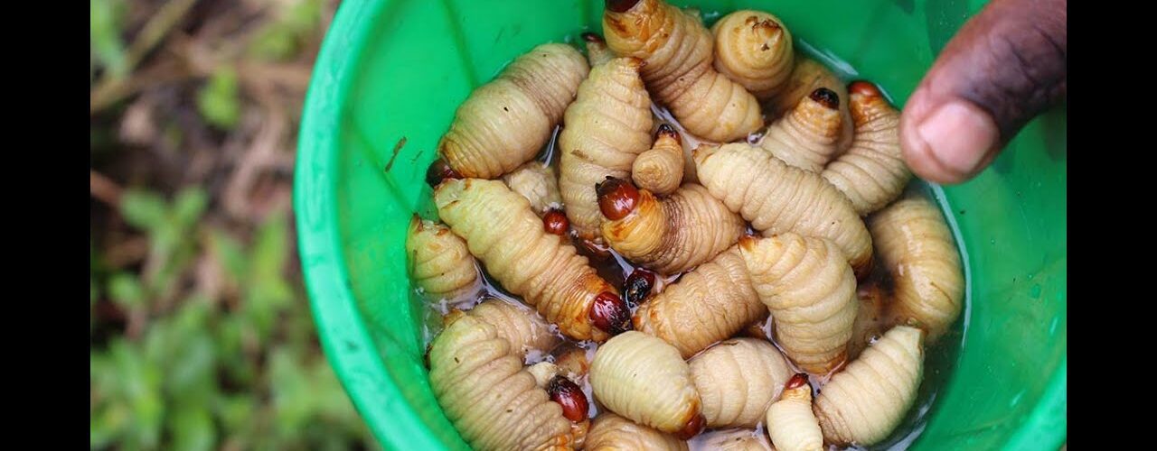 weird foods nigerians eat