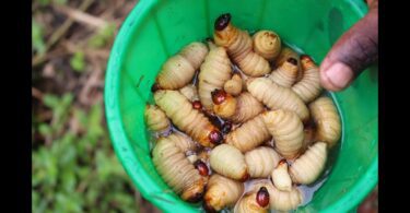 weird foods nigerians eat