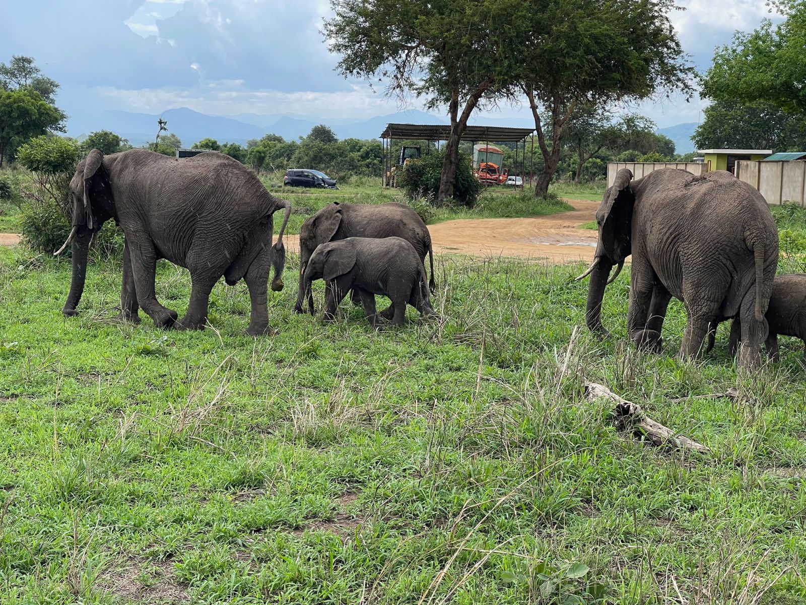 mikumi national park safari