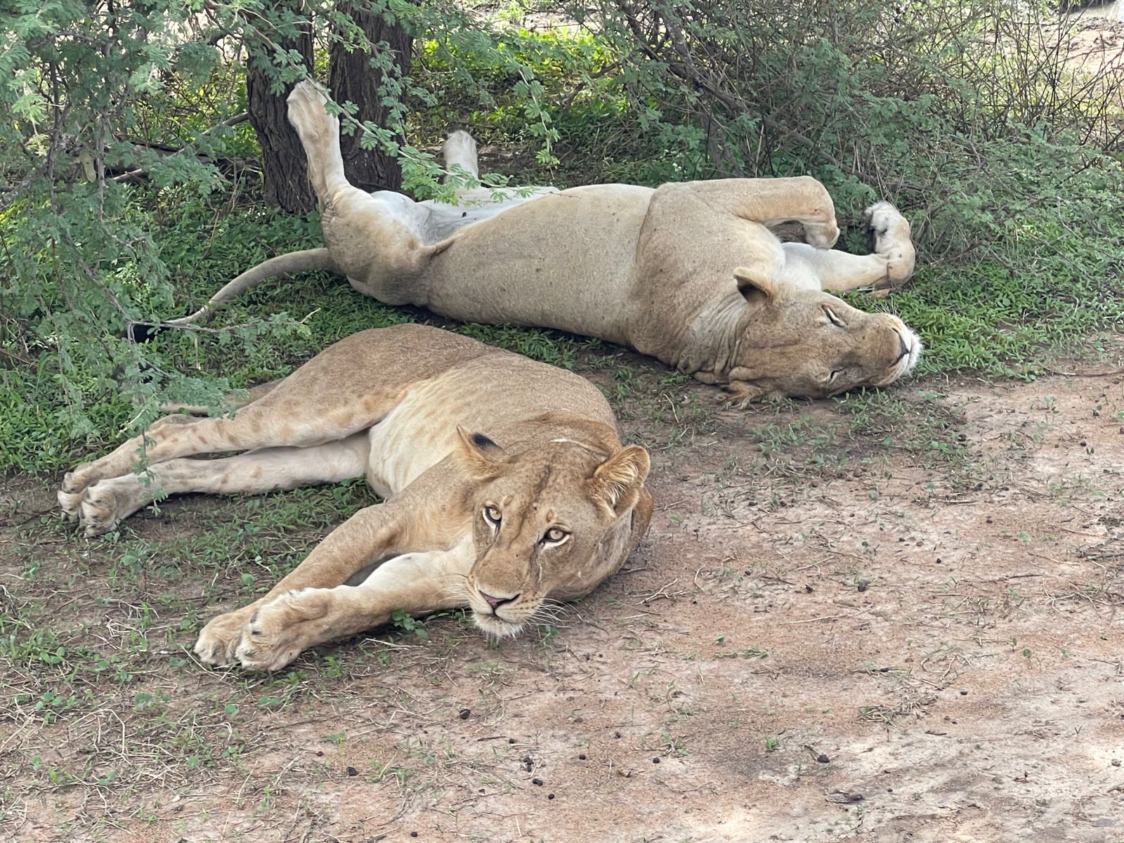 Mikumi National Park