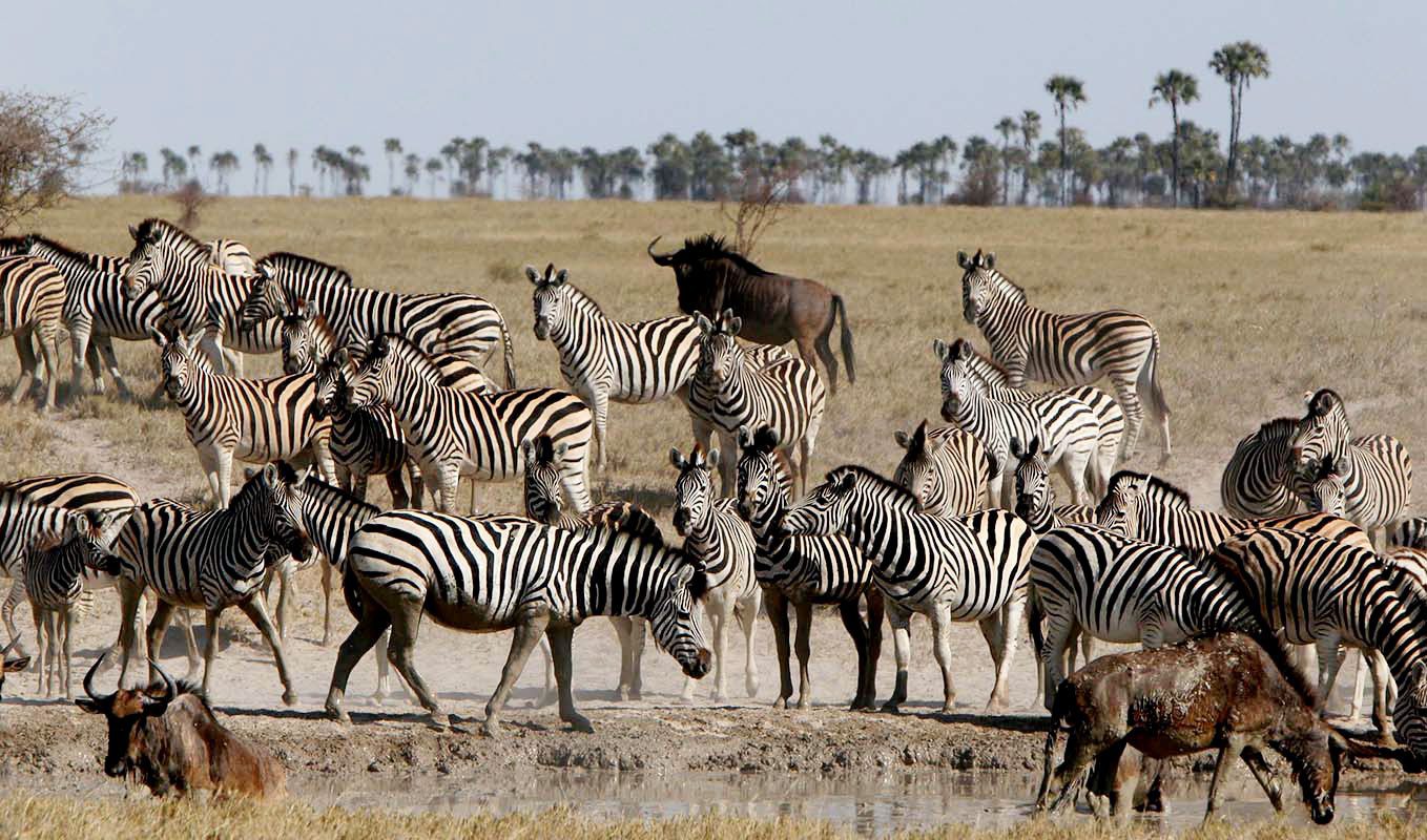 zebra migration botswana