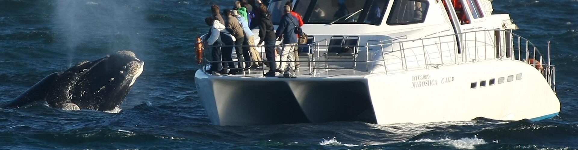 whale watching cape town