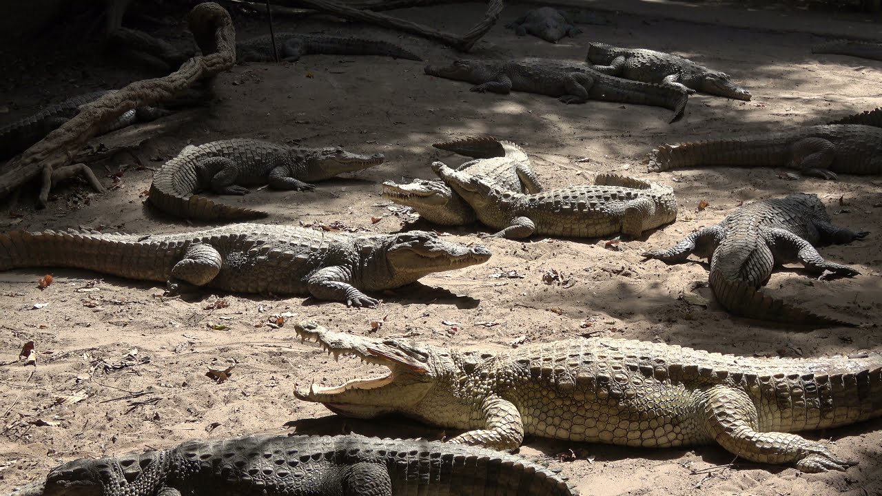 crocodile farms in africa