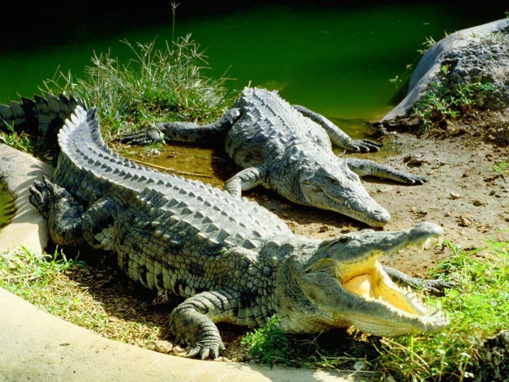 Mamba Village Mombasa