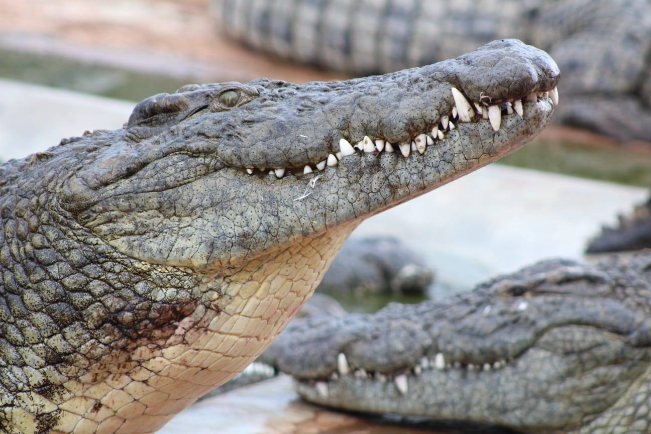 top 10 crocodile farms in africa