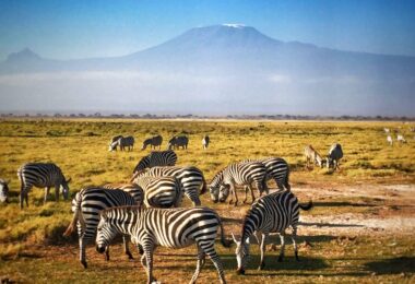 family holiday safari kenya