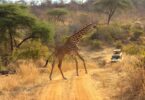 africa safari for beginners