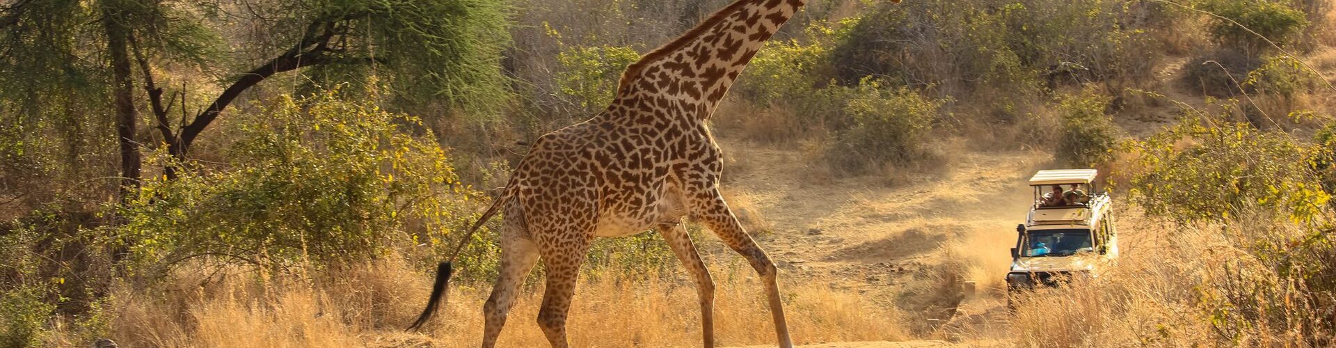 africa safari for beginners