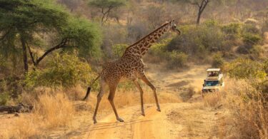 africa safari for beginners