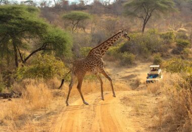 africa safari for beginners