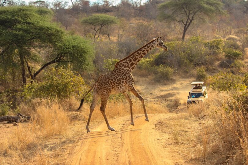 africa safari for beginners