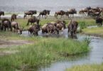 african adventure