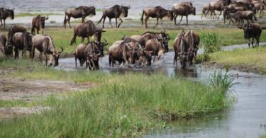 african adventure