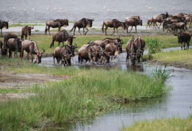 african adventure