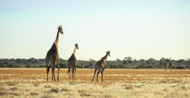 africa travel guide