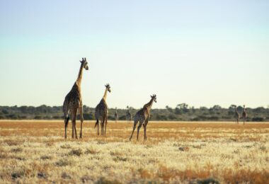 africa travel guide