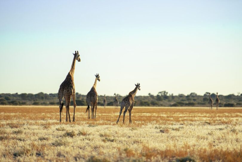 africa travel guide